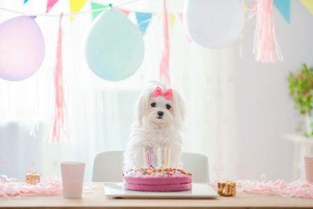 Cute dog with bow and birthday cake