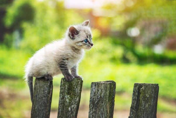 Small kitten cat with blue ayes on wooden fence