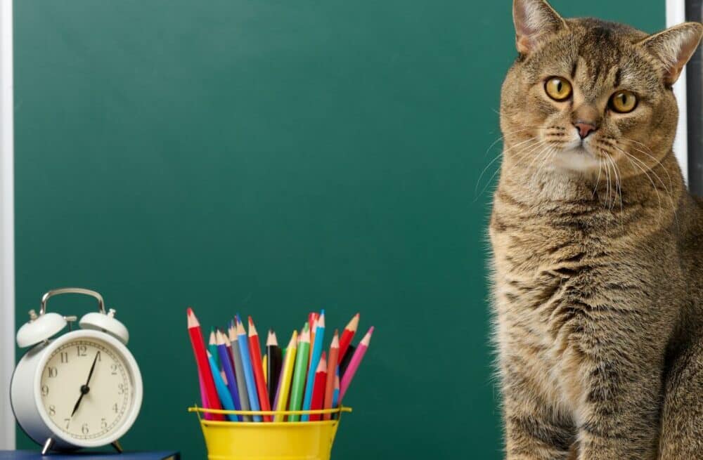 portrait of an adult straight-eared Scottish gray cat, green chalkboard. Back to school