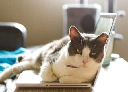 Cat on Laptop