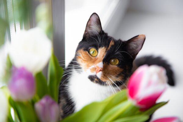 House cat and flowers tulips