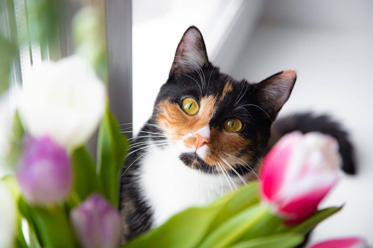 House cat and flowers tulips