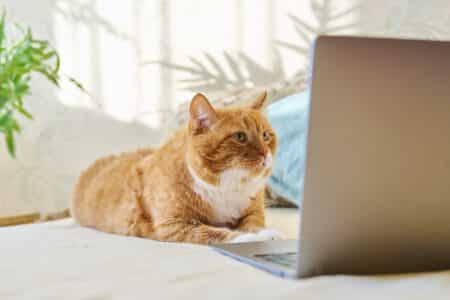 Serious focused ginger cat lying at home with laptop