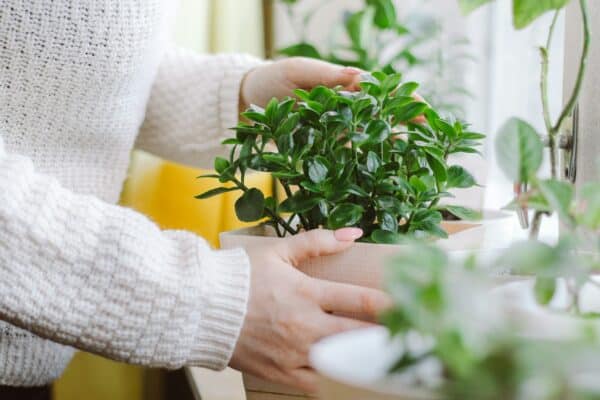 Woman caring for house plants in pots. Eco-friendly hobby and sustainable lifestyle.