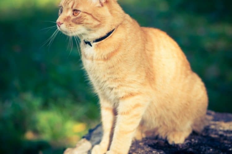 背景に動画を入れる方法|フッターの背景に猫動画入れてみました