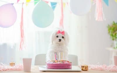 Cute dog with bow and birthday cake