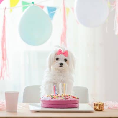 Cute dog with bow and birthday cake